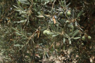 Olive Tree, Pianogrillo Farm Organic Winery, Chiaramonte Gulfi, Sicily